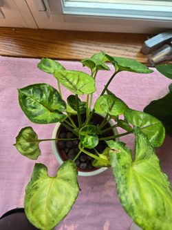 Syngonium
