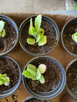 Mother of millions succulents