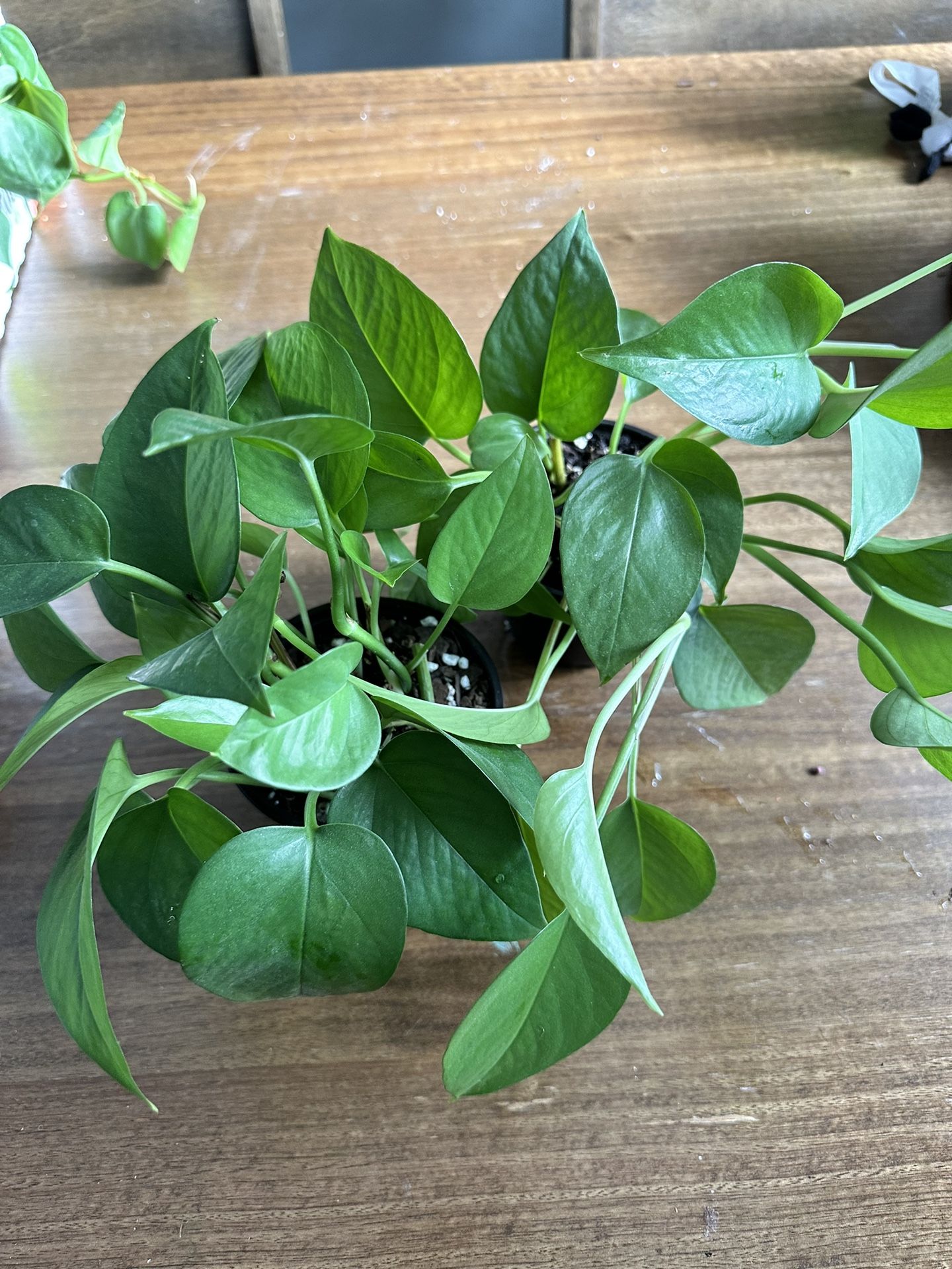 Jade Pothos