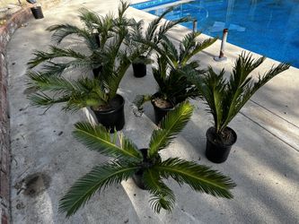 Sago Palm
