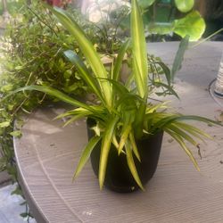 Spider Plant 
