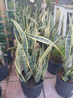 Garden plants from $15💐
