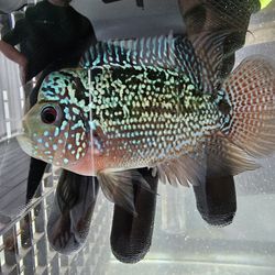 Flowerhorn Aquarium Fish