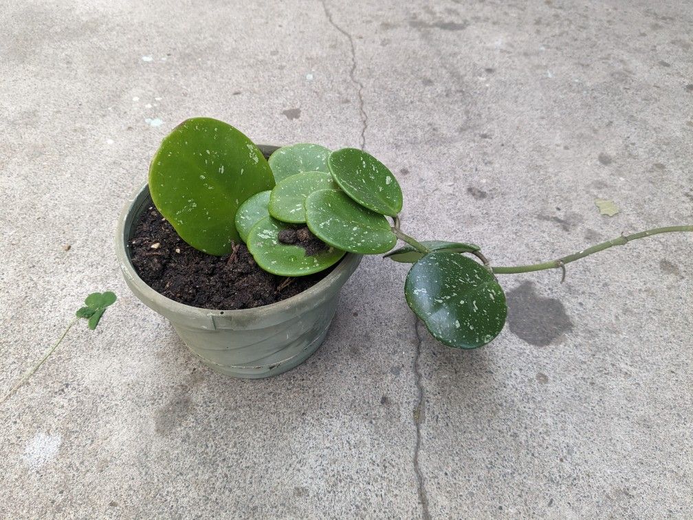 Plant Hoja