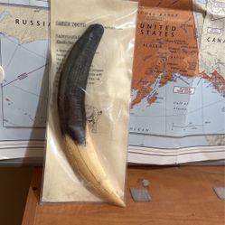 Saber Tooth Cap Replica T09a