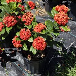 Ixoras Oranges In Yellow 1gallon Plants 