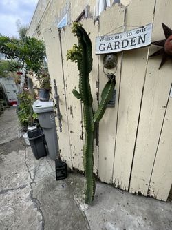 Euphorbia Candelabra Cactus Cutting 