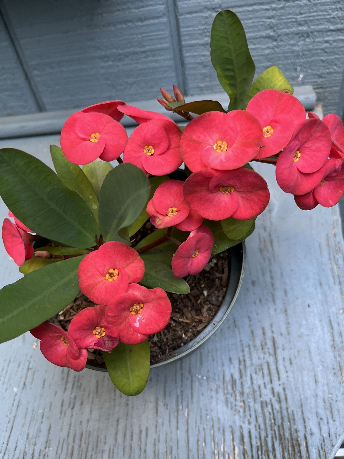 Planta De Corona De Cristo Flores Grandes Rojas