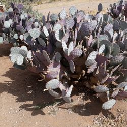 Purple Santa Rita Prickly Pear Cactus Pedals . 