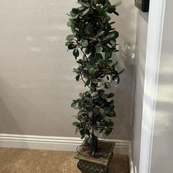 Designer topiary
