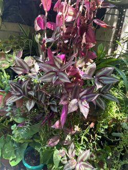 Planta congante