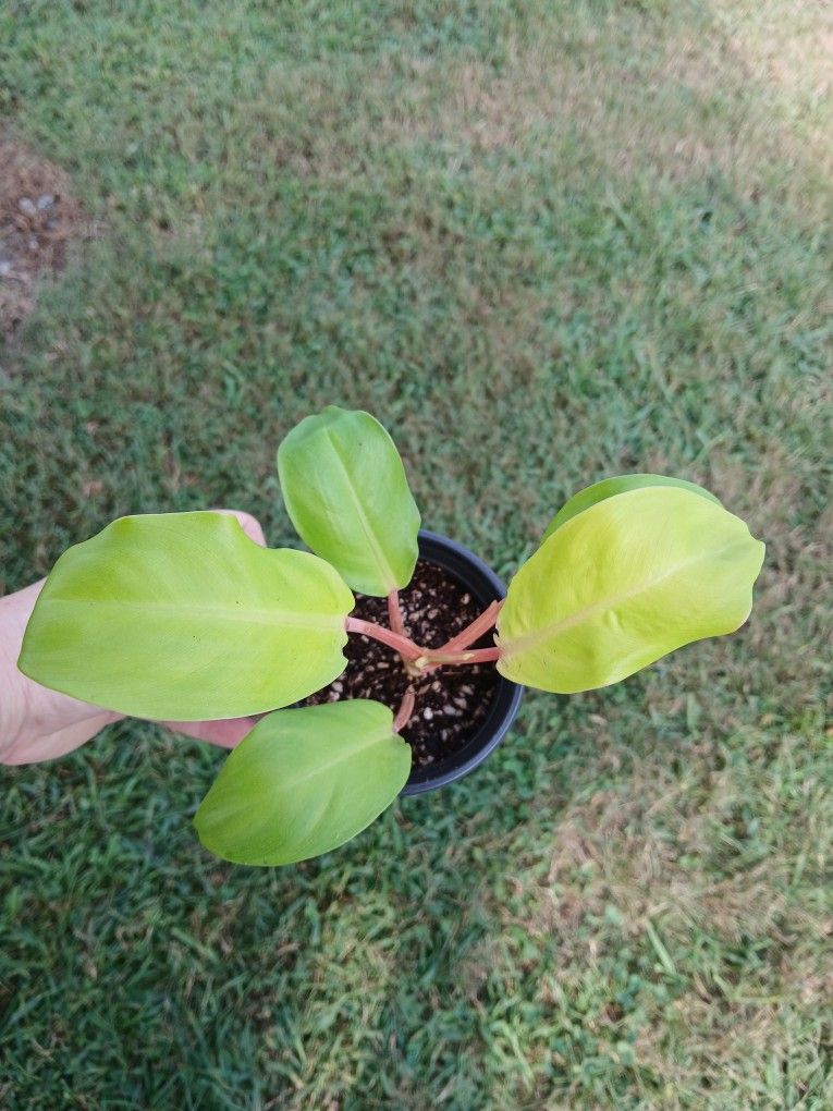Golden Goddess Philodendron