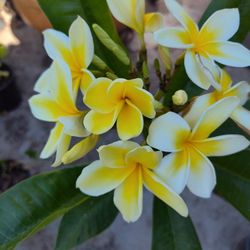 Plant Plumeria