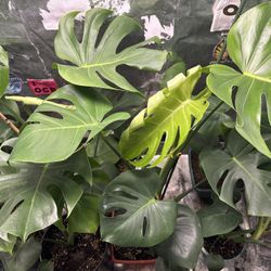 Monstera 