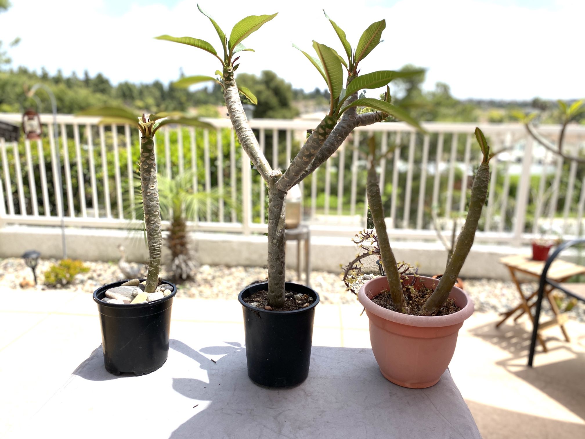 Plumeria Cuttings Potted Ready To Plant 