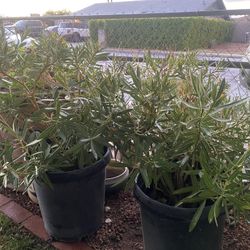 15 gallon  Oleanders Bush 