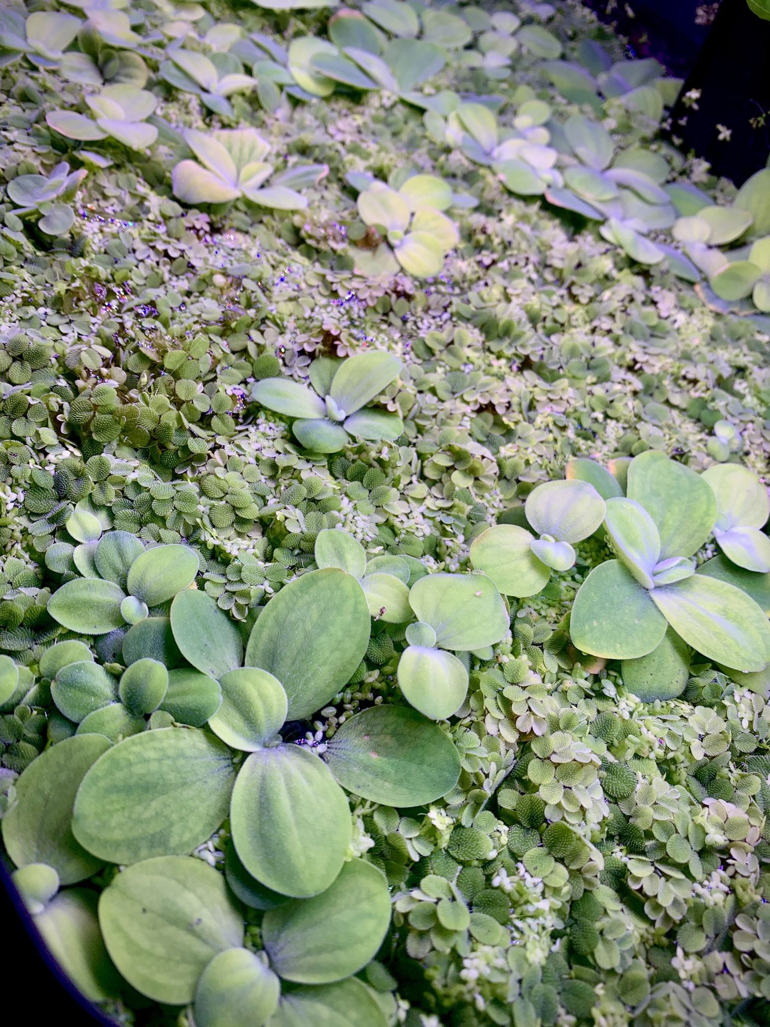 Freshwater Aquarium Plants - Salvinia, Duckweed And Water Lettuce