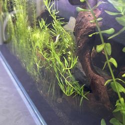 Aquarium Fresh Cut Plants Only