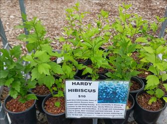 Hardy Hibiscus