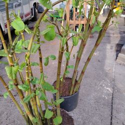 DECORATIVE LIVE BAMBOO