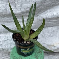 Aloe Vera Zebra Plant Small/medium Size Pot $7 Each 