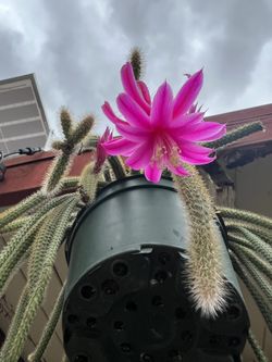 Cactus Hanging Plant