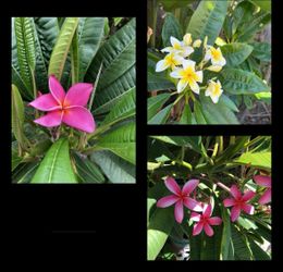 🔥👀🔥Plumeria Fresh Cuttings, Starting At $10 For 2 Feet