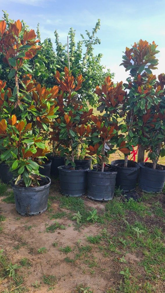 Magnolia Trees 15gallon Special 8ft Tall