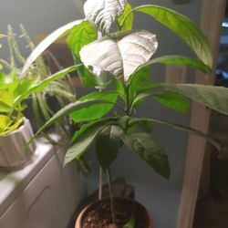 Avocado Plant