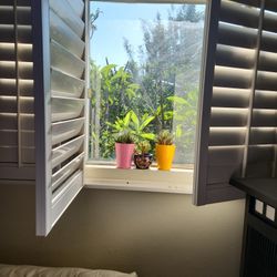 3 Cacti Plants In Colorful Nice Ceramic Pots