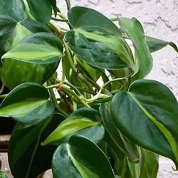 Lush Trailing Philodendron Brazil Plant/ House Plant/ Indoor Plant 