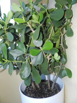 Clusia Hedge in White Planter - Moving Sale - Need Gone ASAP