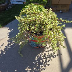 Variegated Elephant Food Plants In New Talavera 10in Pot