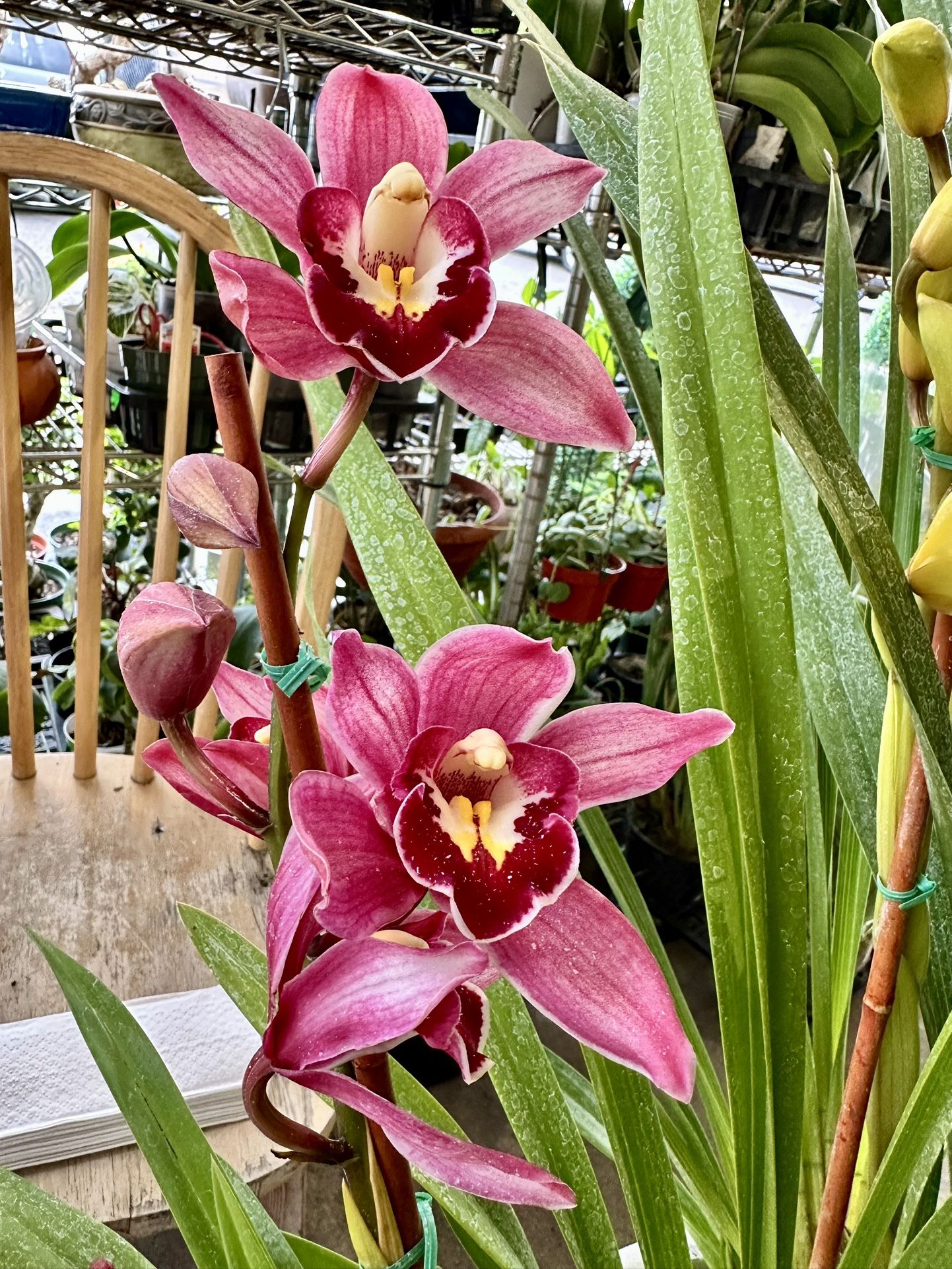 Big Cymbidium Orchids địa lan lớn 2 Spikes Pot