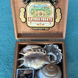 Collection of Seashells and Terrestrial Shells in a Wooden Box