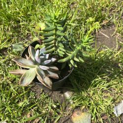 Succulents Planta