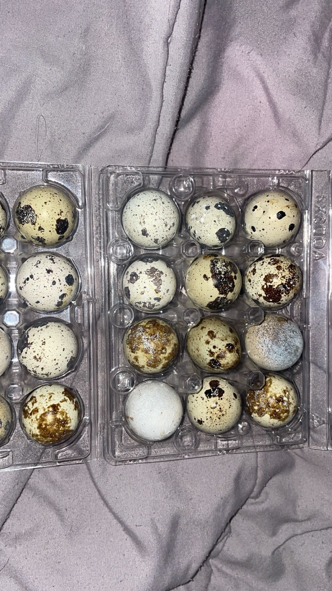Read Description Plastic Ferti/e Corturnix Quail Eggs