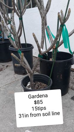 Gardena Plumeria