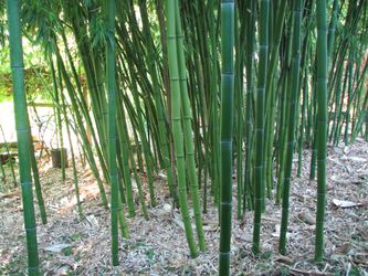 Bamboo