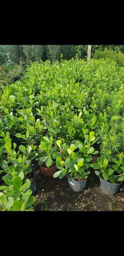 Clusia Privacy Plant Hedge Privacidad