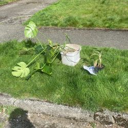 Free Plant & Cuttings