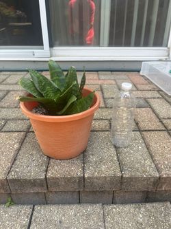 Plant