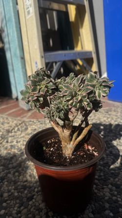 Crested aeonium sunburst in 6” pot