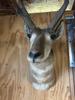 Mule Deer Buck Shoulder Mount