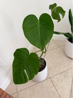 House plants (monstera and dracaena)
