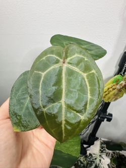 Stunning Anthurium Michelle x Open