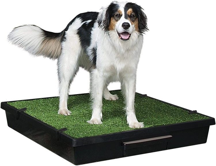 PetSafe Pet Loo Portable Dog Potty, Large