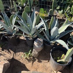 Agave Maguey Century Plants