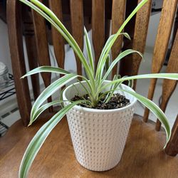 Spider Plant In White Pot