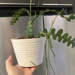 Houseplant 